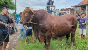 Sapi Berbobot 1 ton lebih Terperosok di Sungai Desa Bebel Evakuasi pun Melibatkan Alat Berat